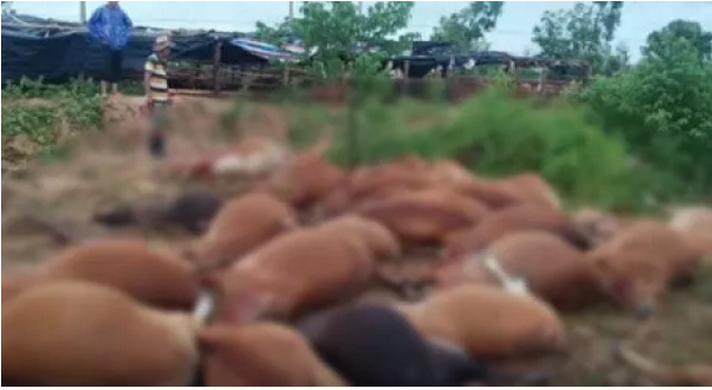 海南東方市42頭牛被雷電劈死，農(nóng)業(yè)局：被電暈戶(hù)主已無(wú)大礙